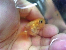 転覆魚、タラちゃん、2012.6.30
