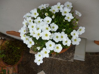 P1170888ss.jpg
