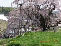 滝桜二.jpg