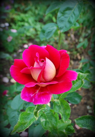 DSC_0017.JPG