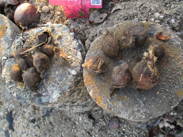 原始チューリップを掘り上げました 園芸備忘録 楽天ブログ