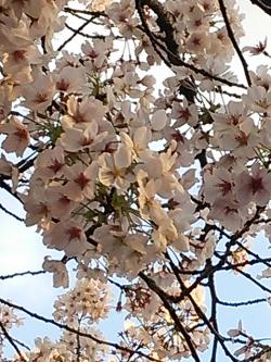 上野の桜