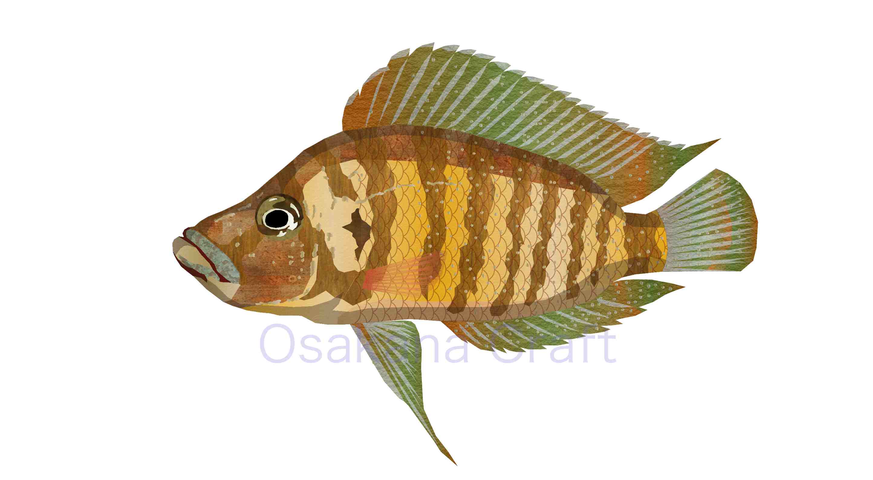 アフリカンシクリッド Cichlid African Osakana Craft イラスト熱帯魚図鑑 楽天ブログ