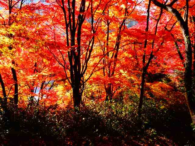 DSC08178_R.JPG