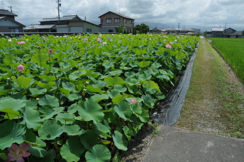 蓮の花