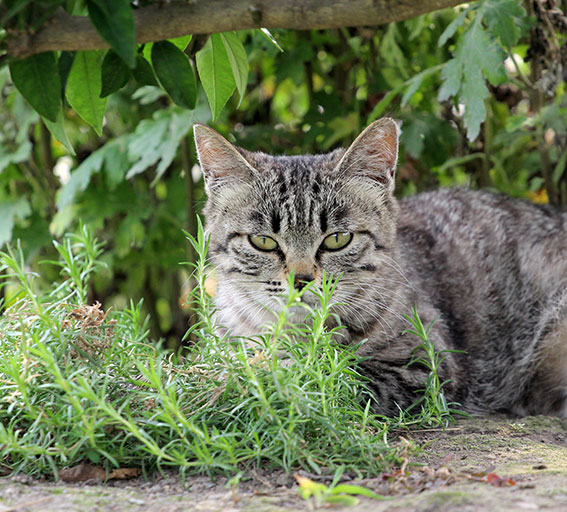 我が家のニャンコ♪2014/06/19-2