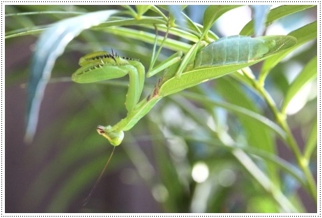 実家の庭で-5 ハラビロカマキリ-5 13.9.10