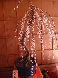 P1030026ss.jpg