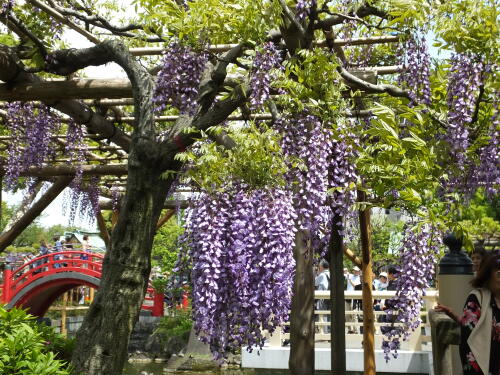 亀戸天神社の藤