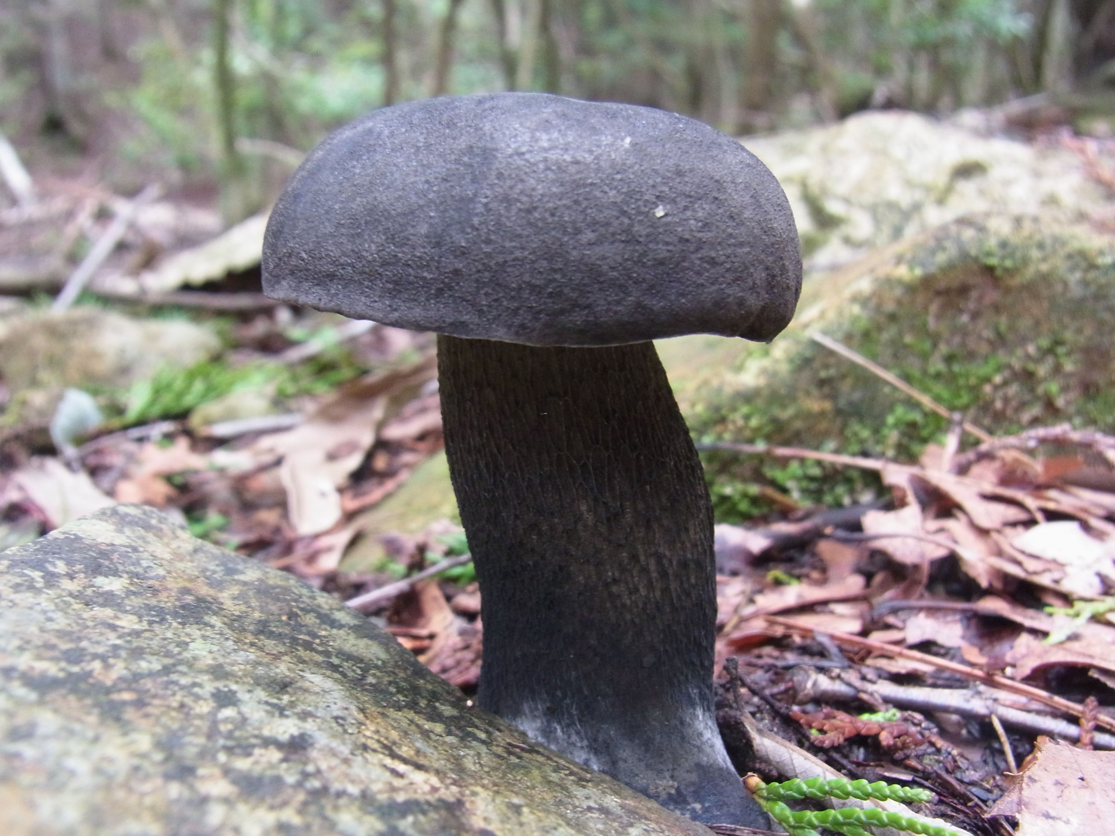 オオクロニガイグチ Tylopilus Alboater 夢みるきのこ 楽天ブログ