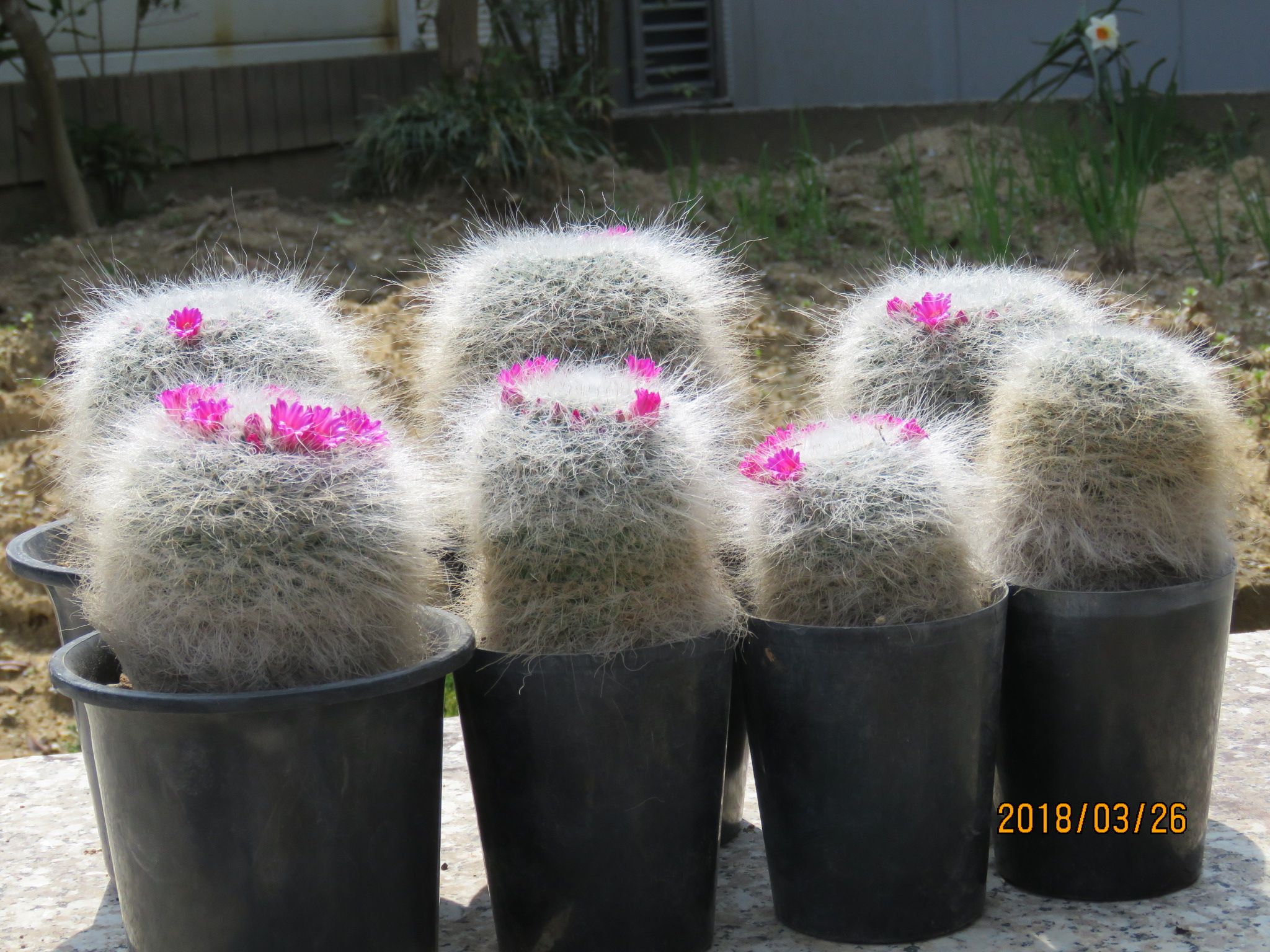 マミラリア属 玉翁さんの植え替え びびるタニサボ達 楽天ブログ
