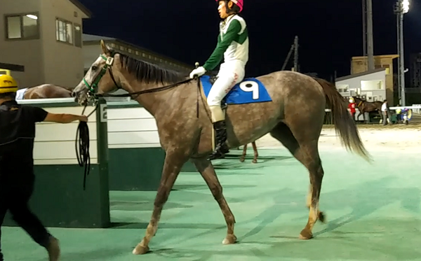 Yjsトライアルラウンド門別 モーリス産駒が地方競馬初v 地方競馬の楽天競馬 日替わりライターブログ 楽天ブログ