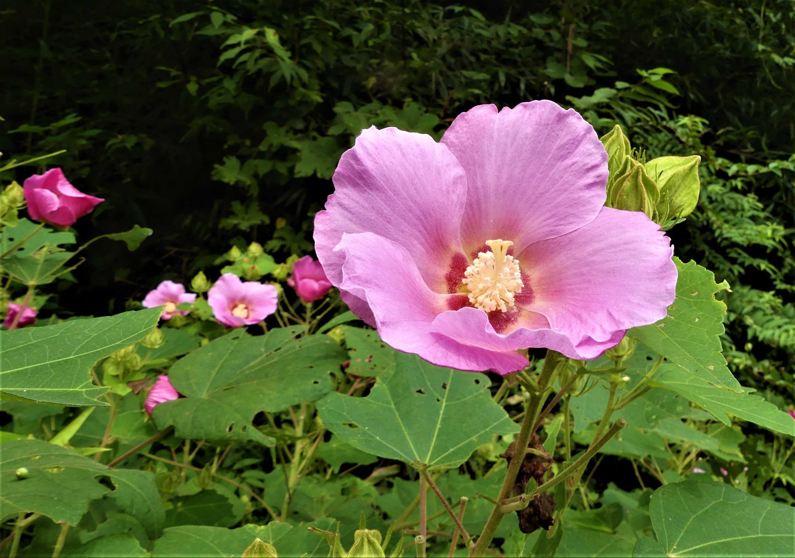 強剪定した 芙蓉の花が 奇麗に咲いています オープンガーデン 蕗のとう 楽天ブログ