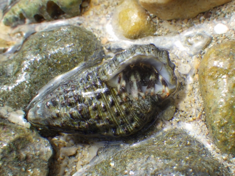 沖縄磯採集2017年9月下旬9　キカイホンヤドカリ（Pagurus angustus）