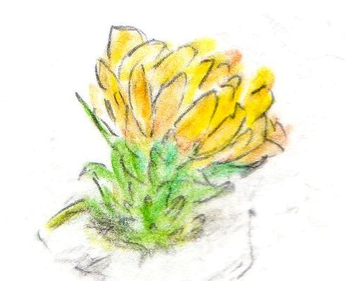 フクジュソウ1.jpg