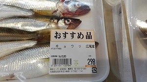 魚のキュウリ
