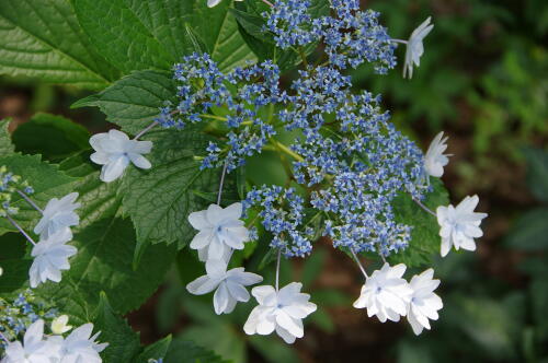 昭和記念公園の紫陽花