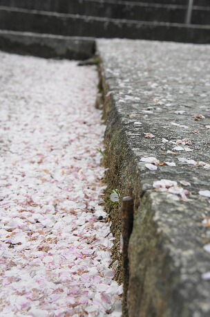 ちっぴーH22.3.29 012.jpg