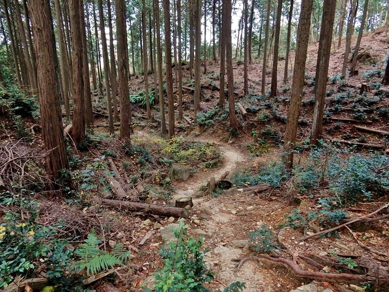 里山防災林