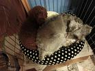 2014_0102マイピクチャー0045.JPG