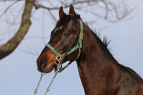 現地購入的中単勝馬券【2000年フェブラリーステークス】ウイングアロー 放たれた矢は終わりから始まりへ - 2000年フェブラリー