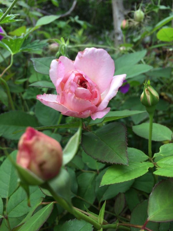 rblog-20170627211100-02.jpg