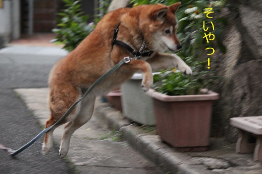 そいやっ