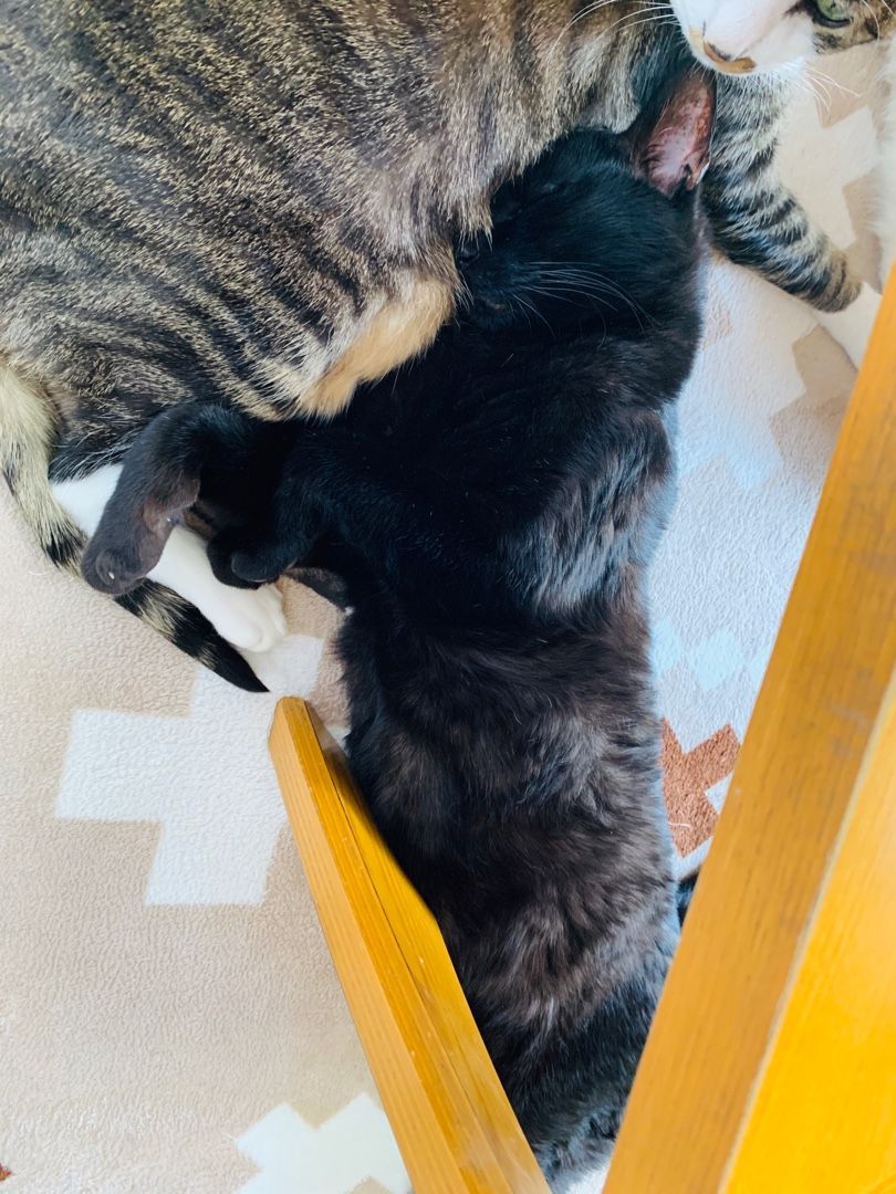 猫 猫 いや 白い幼虫だーーーー げんまいの双子男子出産 育児ブログ 楽天ブログ