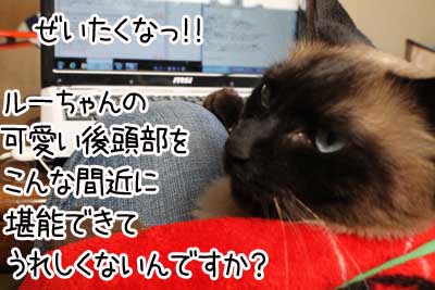 後頭部３.JPG