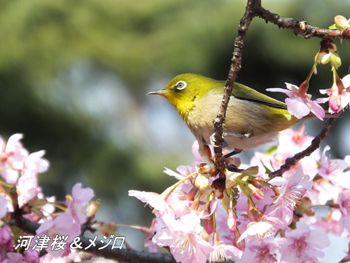 河津桜