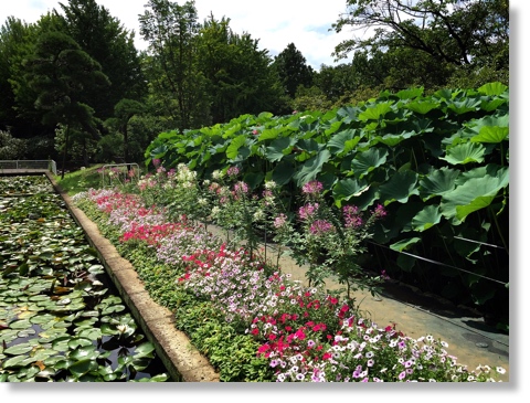 蓮池と花壇