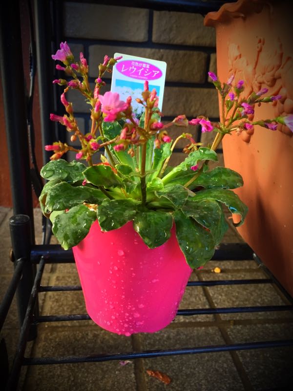 rblog-20151229111114-00.jpg