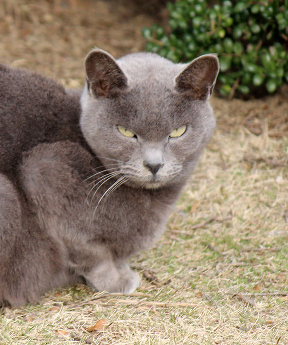 我が家のニャンコ♪2014/12/15-3