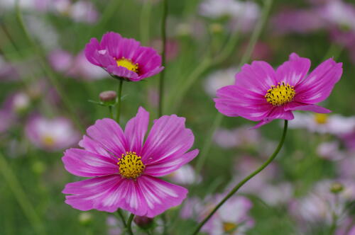 原っぱ西花畑のコスモス