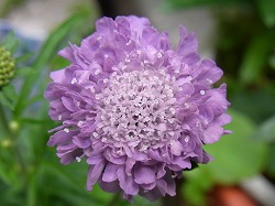 スカビオサ（マツムシソウ）