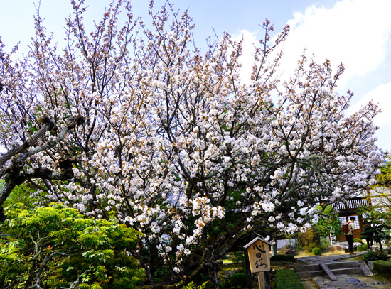桜４