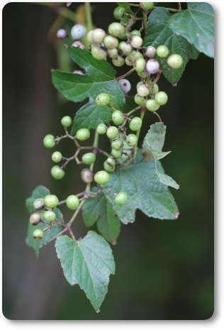 ノブドウ 13.10.15