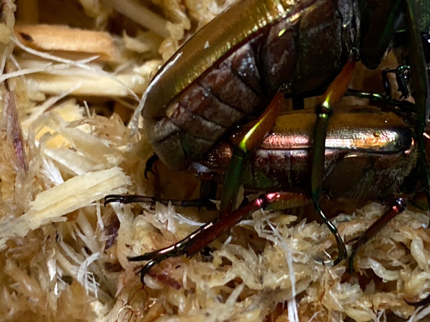 カブトハナムグリ リベンジ hiro78164のブログ 楽天ブログ