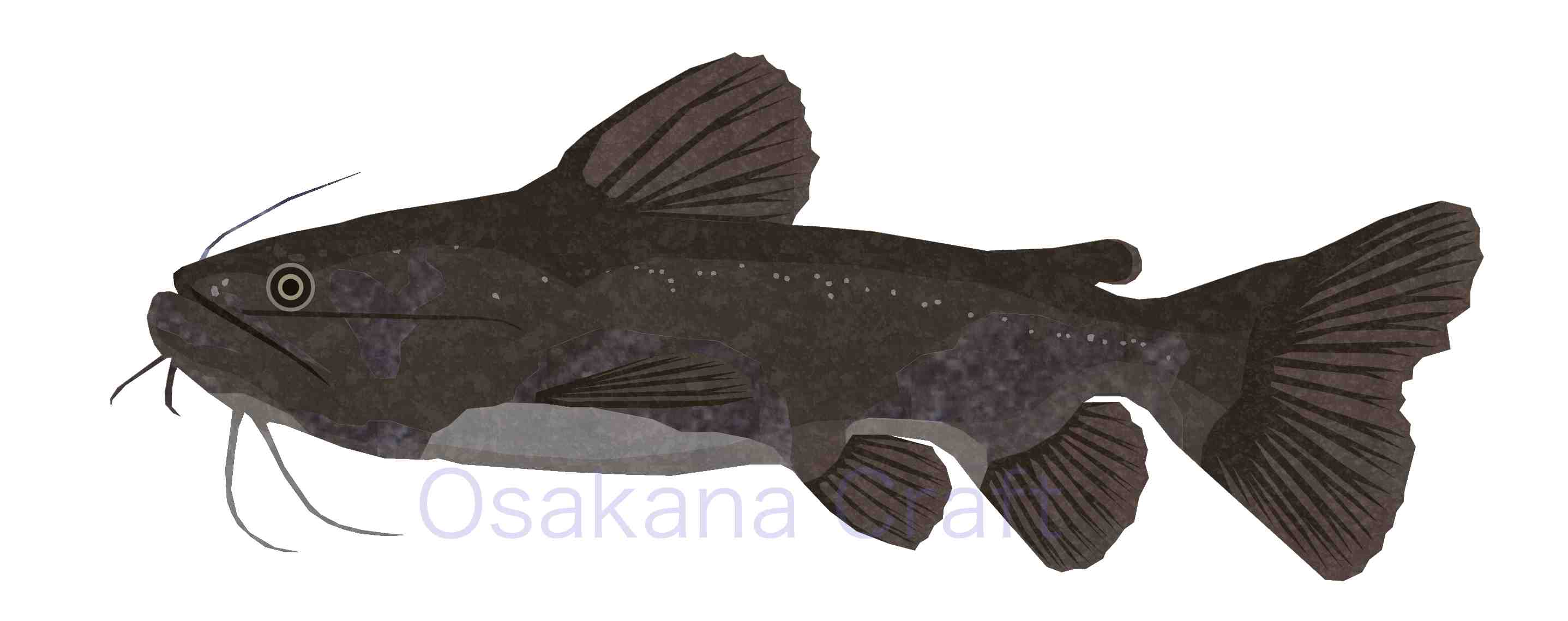 ナマズの仲間 Catfish Osakana Craft イラスト熱帯魚図鑑 楽天ブログ