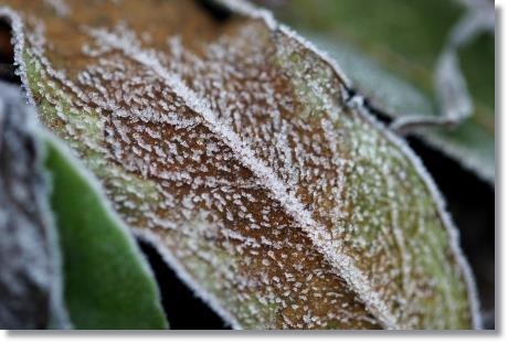 大野湊緑地公園-8 15.1.21
