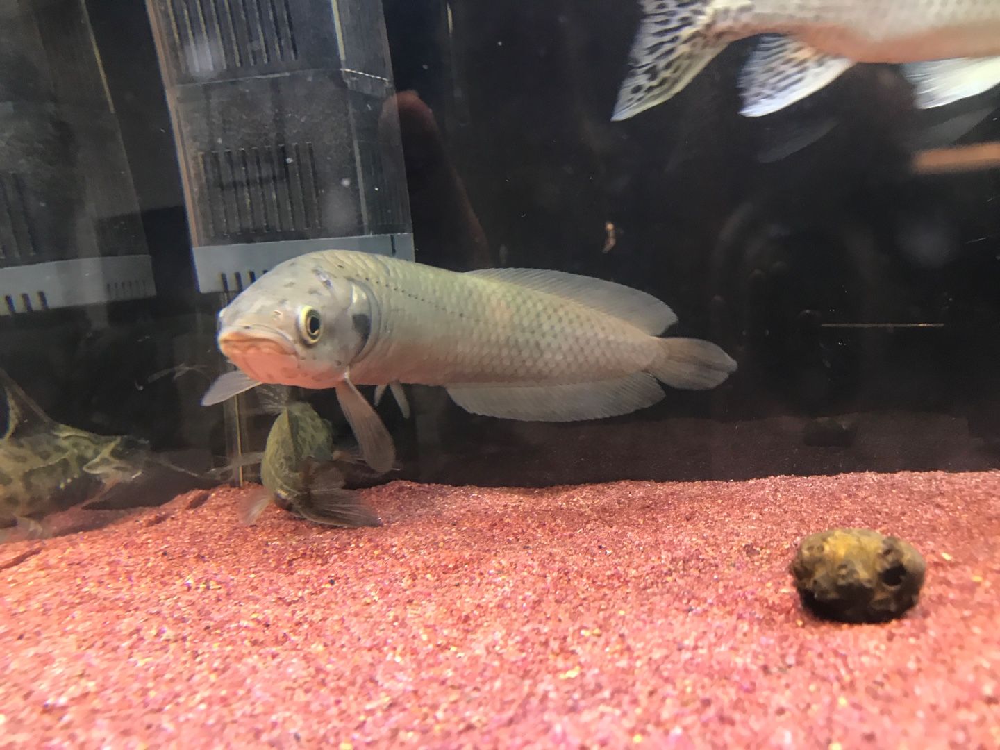 ヘテロティス | 鉄と水のメモごと - 楽天ブログ