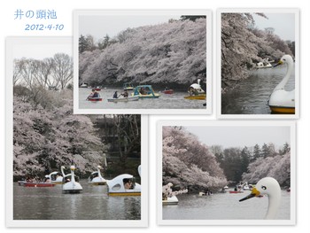 お花見２０１２夜桜ｂｙ井の頭公園1-001.jpg
