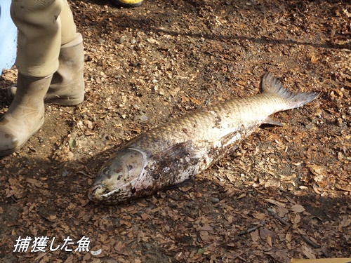 井の頭恩賜公園にて