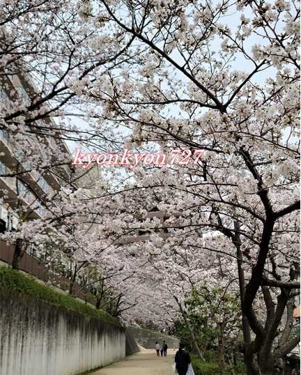 さくら並木…まるで花トンネルをくぐるよう♪青空に映えます！！ | ～お花大好き！！～ - 楽天ブログ