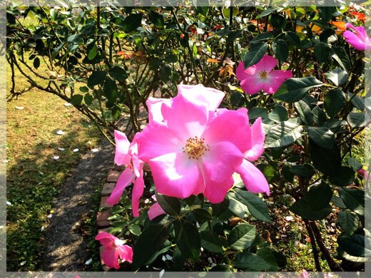 秋バラ・フラワーセンター大船植物園