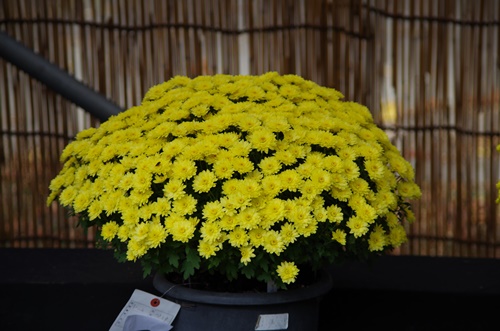 東京都観光菊花大会