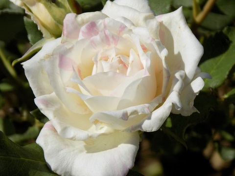 DSCN0540.JPG