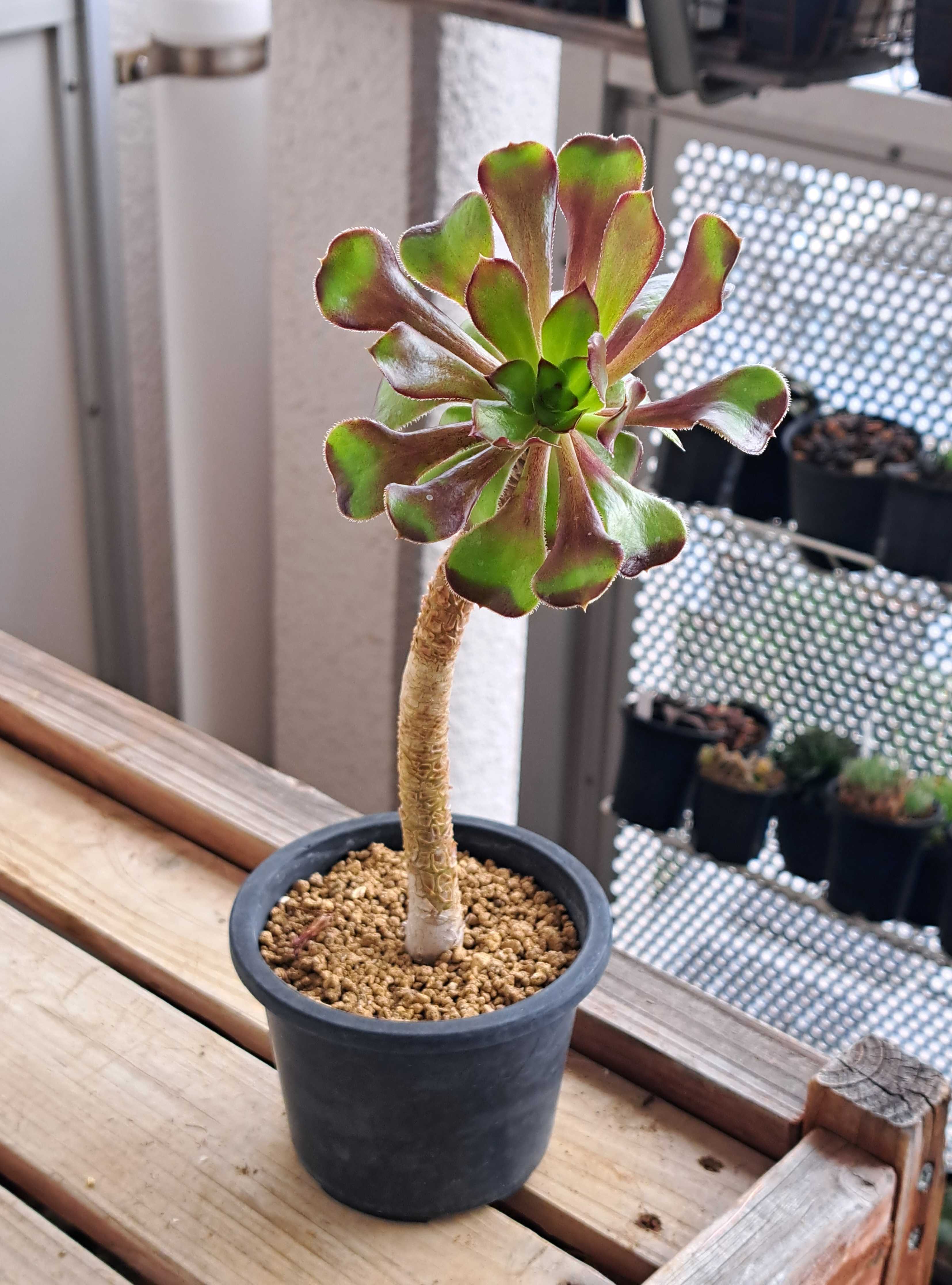 アエオニウムの様子を見る.その3.黒法師 | デルオの多肉日記 - 楽天ブログ