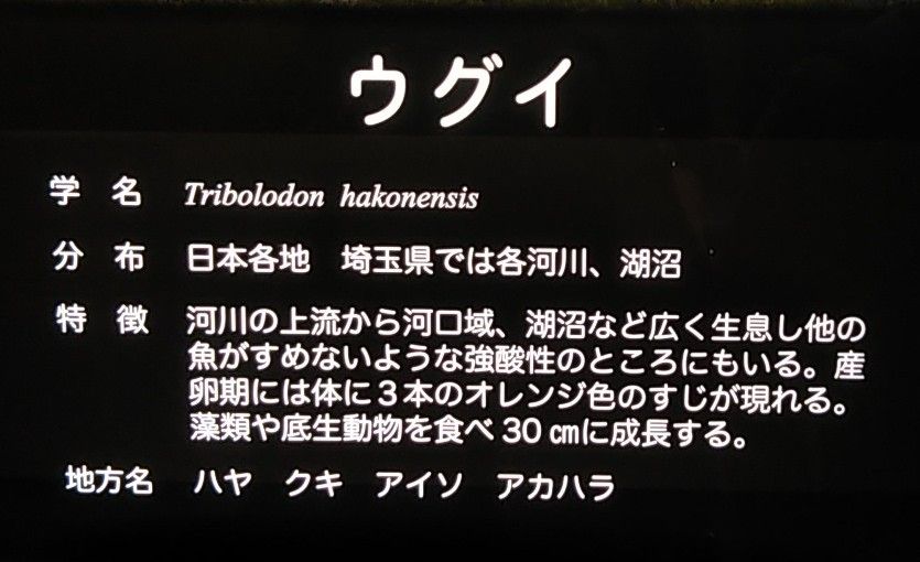 ホームスクール遠足 さいたま水族館 かなり珍しい淡水生物が山盛り観られた ゆうのお料理日記 農業もやるよ ギフテッドの教育法も 楽天ブログ