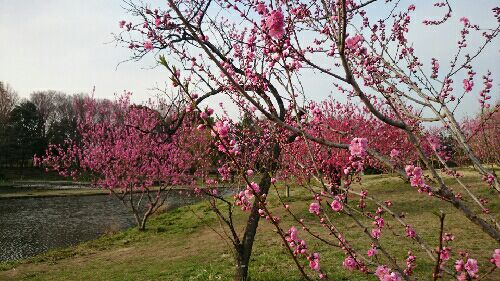 rblog-20150323195315-01.jpg